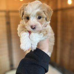 Havanese Puppies from PNW Havanese