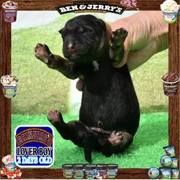 BEN N JERRY --- He is a sensational large boy - Black and red male German Shepherd puppy in Murrieta, California from Diamond Oaks German Shepherds