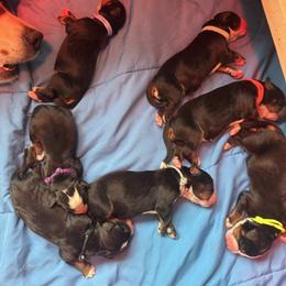 Girl 3 - Black rust and white female Bernese Mountain Dog puppy in Holland, New York from Must B Buffalo Berners