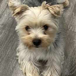 Rascal - Yorkshire Terrier