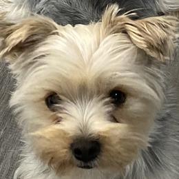 Rascal - Yorkshire Terrier