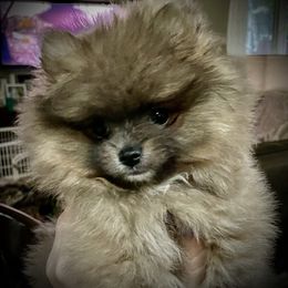 Pomeranian Puppies from Heartlove Poms