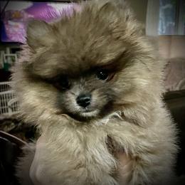 Pomeranian Puppies from Heartlove Poms