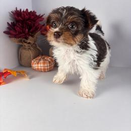 Boy - Chocolate, tan and white male Yorkshire Terrier puppy in Dahalonega, Georgia from C. D. K