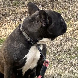 Luna - French Bulldog