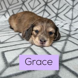 Grace 5000 Cream Brindle Dapple Girl 2, Silky Wire, Pet Only - Dapple female Dachshund puppy in Pauls Valley, Oklahoma from Simply Happy Dachshunds