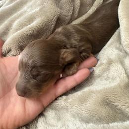Chocolate - Chocolate and tan male Dachshund puppy in Hickman/Modesto, California from Rosewick Kennels