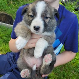 Amethyst (purple collar) - Sable female Border Collie puppy in Chester, Vermont from Countryside Border Collies