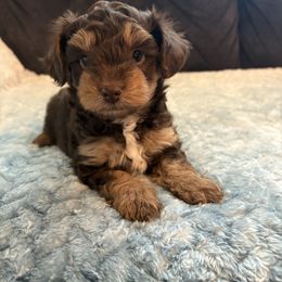 Kentucky - Chocolate male Yorkipoo puppy in San Antonio, Texas from Sweet as dessert puppies