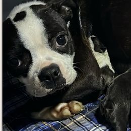 Trouble - Boston Terrier