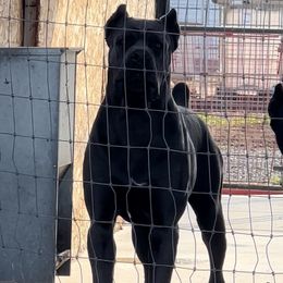 Cane Corso from Xfactor Cane Corso