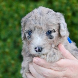 Billy the Kid (royal blue collar) - Merle male Sheepadoodle puppy in Mouth Of Wilson, Virginia from HoneyBunn Doodle Co.