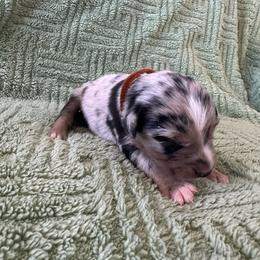 Blue Merle Male - Blue merle male Australian Shepherd puppy in Morristown, Tennessee from Lakeway Farms