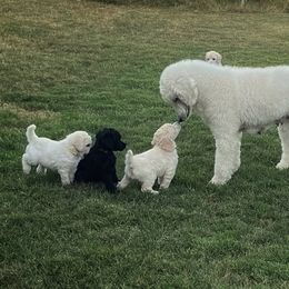 Poodle puppies from Golden Hour