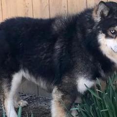Pomeranians, Pomskies, and Siberian Huskies from Heavenly Made Huskies and Poms