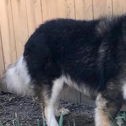 Pomeranians, Pomskies, and Siberian Huskies from Heavenly Made Huskies and Poms