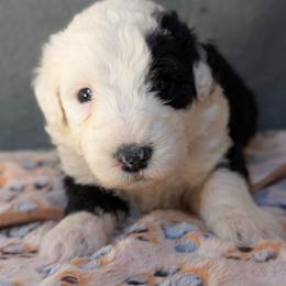 Blue - Black and white male Sheepadoodle puppy in Seaman, Ohio from Ohio Valley Sheepadoodles