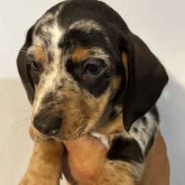 Dachshunds from Keen's Dachshunds