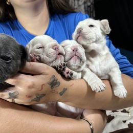French Bulldog Puppies from Jasmine McMurtry