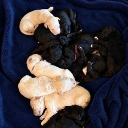 Female 2 - Parti female Goldendoodle puppy in Rainier, Washington from Hanson’s NW Goldens & Doodles