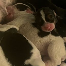 Beagle Puppies from sarah light