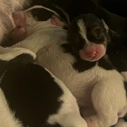 Beagle Puppies from sarah light