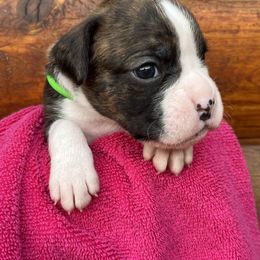 Boxer Puppies from Upstream Kennels