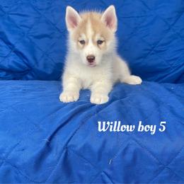 Willow boy 5 - Brown and white male Siberian Husky puppy in Ocala, Florida from Florida Husky Puppies
