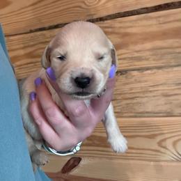 Red - Light golden female Golden Retriever puppy in Hendersonville, North Carolina from Apple Country Retrievers