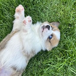 Pembroke Welsh Corgi Puppies from Fern Canyon Corgis