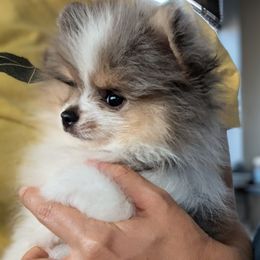 Fjord - Blue merle male Pomeranian puppy in California from T & D Dream Poms