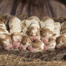 Brittany puppies from Katy Cavaliers & Barefoot Days Brittanys