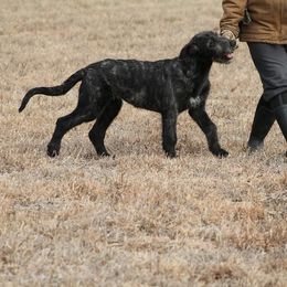 Irish Wolfhound Puppies from Boondocks Irish Wolfhounds