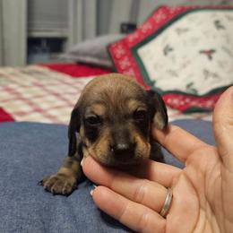 Jingles - Red male Dachshund puppy in Queen Creek, Arizona from Wigglebutts Miniature Dachshund Az