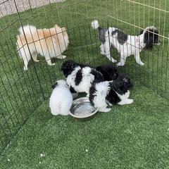 Assorted Doodle Crosses Puppies from Kendra’s Georgia Peach Pomapoos