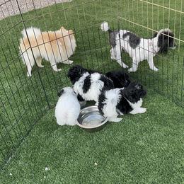 Assorted Doodle Crosses Puppies from Kendra’s Georgia Peach Pomapoos