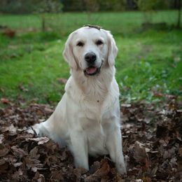 Golden Retriever puppies from Webb's Wold Kennels