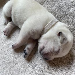 White - Yellow female Labrador Retriever puppy in Houston, Texas from Alpha English Labs