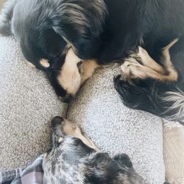 Dachshunds from Teenie Weenies of Central Oregon