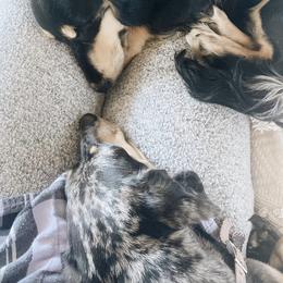 Dachshunds from Teenie Weenies of Central Oregon