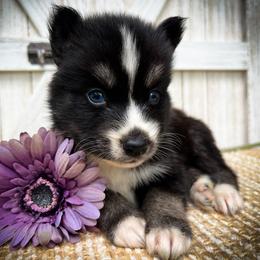 Sky - Black and white male Siberian Husky puppy in Union Grove, Alabama from Southern Siberian Life