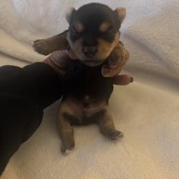 Boy 3 - Black and tan male Yorkshire Terrier puppy in Hilluard, Ohio from BR’s Yorkshire Terriers