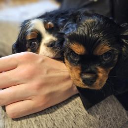 Cavalier King Charles Spaniel puppies from Crozapulco Cavaliers AKC
