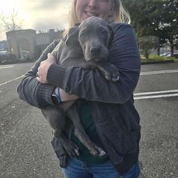 Great Dane Puppies from Phoenix Family Danes