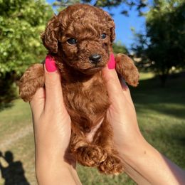 Boy 1 - Red  Poodle puppy in Marietta, Georgia from Toy Poodles by Iryna