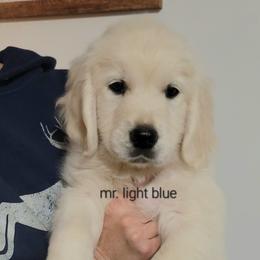 Boy 1 - Light golden male Golden Retriever puppy in Campton, Kentucky from ElkRidge Goldens