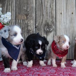Miniature Australian Shepherd puppies from CTM Toy & Mini Aussies