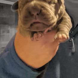Cane Corso Puppies from Smokehouse Cane Corso
