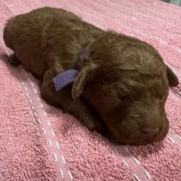Daisy - Red female Cockapoo puppy in Sheridan, Missouri from Shepherdsfold’s Cockapoos