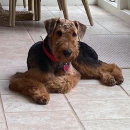 Airedale Terrier Puppies from Cool Hand Luke Kennels